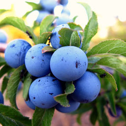 Удобрение органическое для косточковых ЧерриГарден Органик Микс 850 гр - Органикмикс фото 6