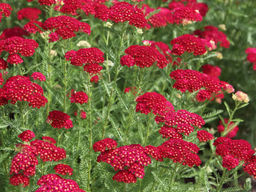 Тысячелистник обыкновенный Ред Шейдес - Долина роз фото 2