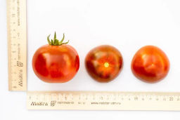 Томат Карен - Партнер фото 6