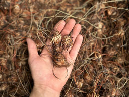 Оксалис железистолистный - Долина роз фото 8