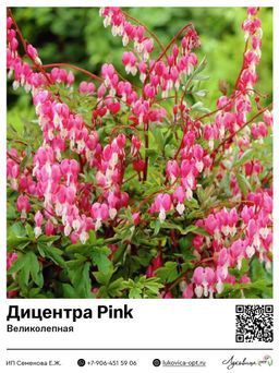 Дицентра Pink (Великолепная)