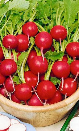 Редис СНЕГИРЁК  Всесезонный! Плотный, хрустящий!