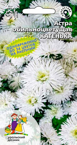 Астра КАТЕНЬКА  Одновременно до 24 цветков на растении!