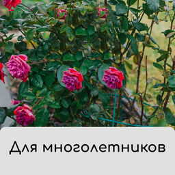Цена за 3 шт. Чехол для растений, трапеция на шнурках, 75×70 см, спанбонд с УФ-стабилизатором, плотность 60 г/м², Greengo