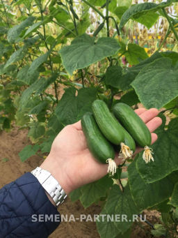 Огурец партенокарпический Герольд - Партнер фото 3