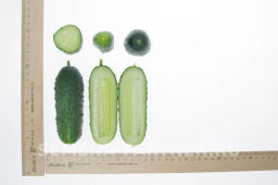 Огурец партенокарпический Антисипатор - Партнер фото 6