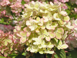 Гортензия метельчатая Pastel Green (Пастель Грин)