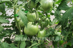 Томат Фиолетовое Сердце - Партнер фото 8