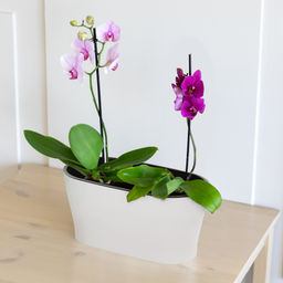 Горшок цветочный "Лея" 4л овальный двойной (с автополивом) (белый) М8559