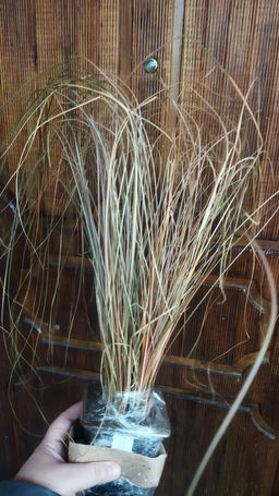 Осока Милк Чоколейт