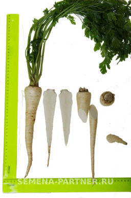 Петрушка корневая Алба - Партнер фото 3