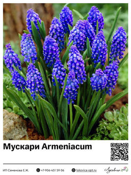 Мускари Armeniacum