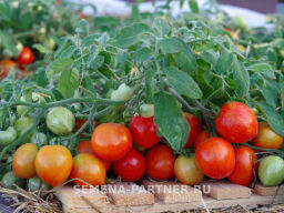 Томат Маленькое Чудо - Партнер фото 2