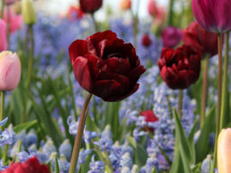 Тюльпан Анкл Том - Долина роз фото 3