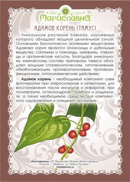 Адамов корень (тамус) - Мариславна фото 3