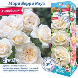 Роза Мери Берри Роуз (Английская) 1шт