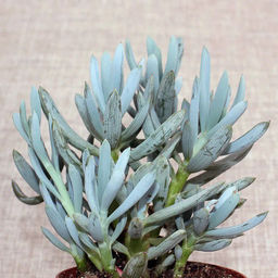 Сенецио серпенс