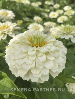 Цинния георгиновидная Фэнтези Белый Антик - Партнер фото 5