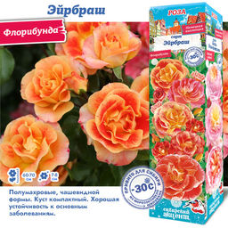 Роза Эйрбраш (Флорибунда) 1шт