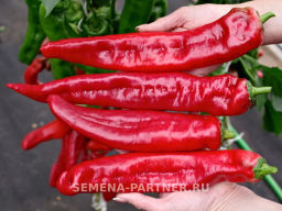 Перец сладкий Рубине - Партнер фото 3