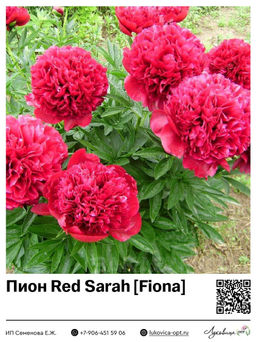 Пион Red Sarah / Fiona