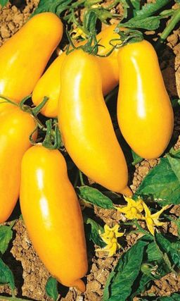 Томат ДЛИННЫЙ ЧУЛОК Множество плодов на каждом растении! Изумительный вкус!