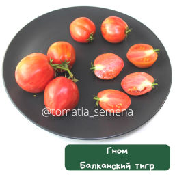 Гном Балканский тигр