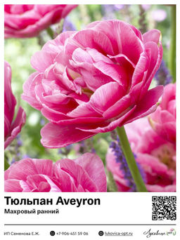 Тюльпан Aveyron (Махровый ранний)