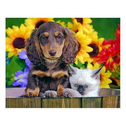 Холст с красками 30х40 по номерам "Собачка и котёнок в деревянном корытце" (20цв.)