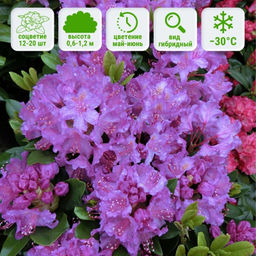 Рододендрон Пинк Пурпл Дрим