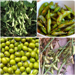 Зелёная Ультраскороспелая Овощная Соя - Эдамамэ