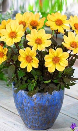 Георгина МИГНОН ЛИМОННАЯ КРАСАВИЦА