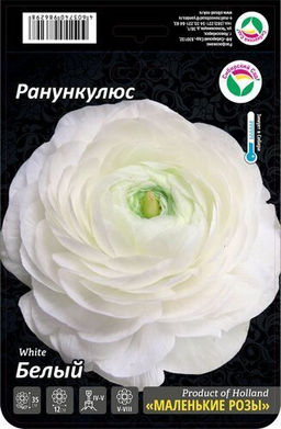 Ранункулюс Белый 7/8 15шт