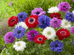 Анемона St. Brigid-Mix (Бриджит Микс) 10шт