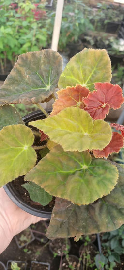 Бегония Autumn Ember, горшок D12 - 1000корней фото 2
