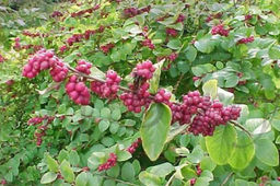 Снежноягодник доренбоза Мэджикал Пепл Прайд С5