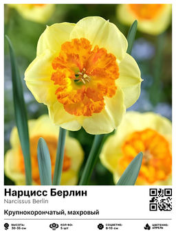 Нарцисс Берлин (Крупнокорончатый, махровый)