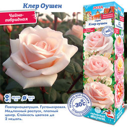 Роза Клер Оушен (Чайно-гибридная) 1шт
