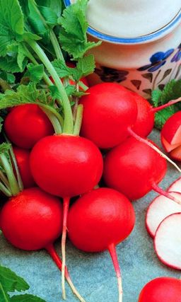 Редис УРАЛЬСКИЙ ЭКСПРЕСС F1  Не успеешь оглянуться, а грядка сплошь усыпана вкуснейшими красными шариками!