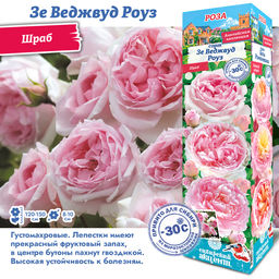 Роза Зе Веджвуд Роуз (Английская/Шраб) 1шт