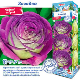 Роза Загадка (Чайно-гибридная) 1шт