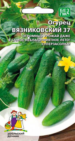 Огурец ВЯЗНИКОВСКИЙ 37  Огромный урожай даже в самое неблагоприятное лето! Суперзасолка!