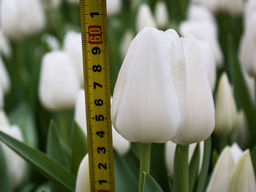 Тюльпан Royal Virgin (Роял Вирджин)