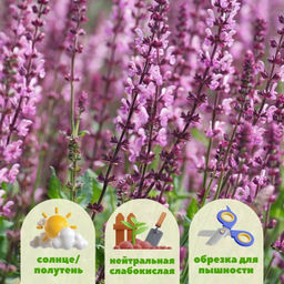 Шалфей дубравный Роуз Квин