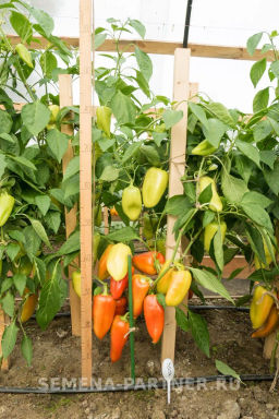 Перец сладкий Веста - Партнер фото 5
