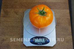 Томат Тропиканка - Партнер фото 8