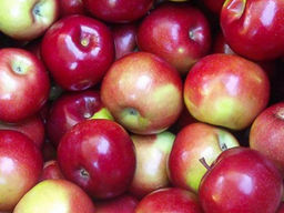 Яблоня Прима - Долина роз фото 4