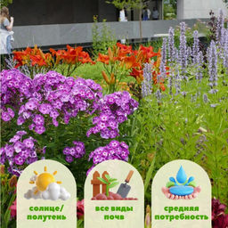 Флокс метельчатый Лаура - Долина роз фото 2