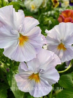 Виола бахромчатая Танго-Манго Болеро - Партнер фото 5