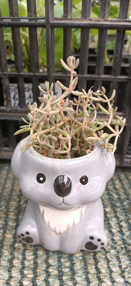 Крассула Гумберта в керамическом кашпо Коала